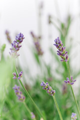 Obraz premium so beautiful and aromatic lavender plant