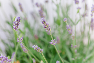 so beautiful and aromatic lavender plant