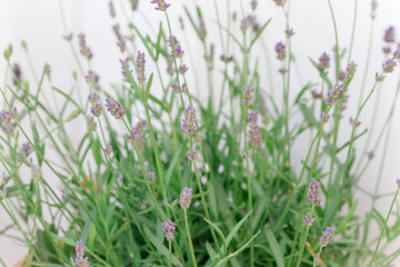 so beautiful and aromatic lavender plant