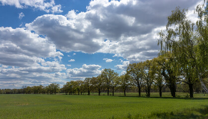 Trees in Raakow, Drebkau, Brandenburg, Germany