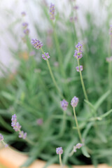 so beautiful and aromatic lavender plant