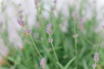 Fototapeta premium so beautiful and aromatic lavender plant