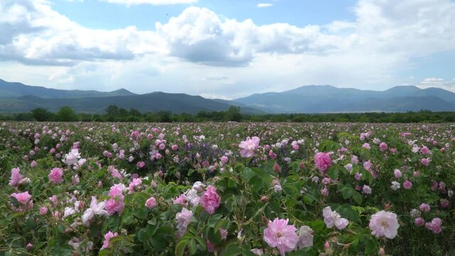 Bulgarian pink roses blown by the wind