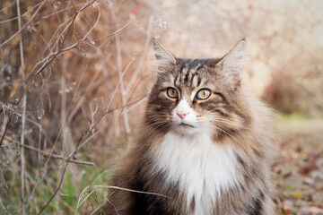 close up of a beautiful fluffy norwegian forest cat looking at the camera sitting near bushes on a...