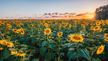 Field of sunflowers with a sunset background.