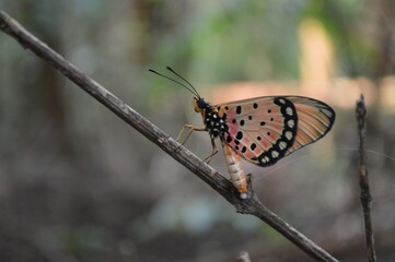 butterfly on a tree laying eggs