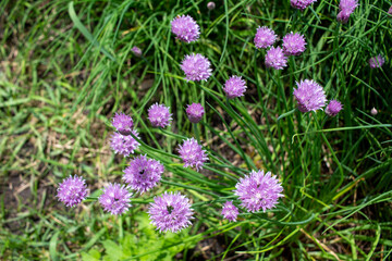 Abstract texture background of newly blooming chives blossoms and buds (allium schoenoprasum) with defocused background