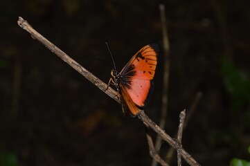 butterfly on a branch with open wings and deep orange colour