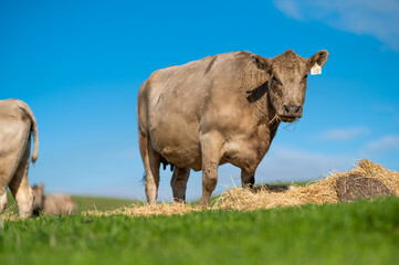 Beef cows and calves grazing on grass in south west victoria, Australia. eating hay and silage....
