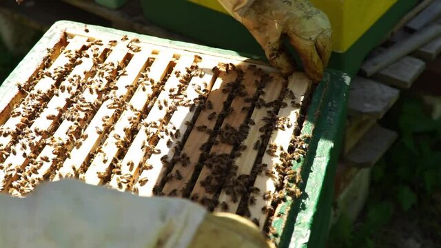 beekeepers at work with honeycombs