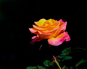 Orange rose on black background