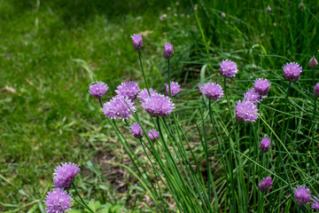 Abstract texture background of newly blooming chives blossoms and buds (allium schoenoprasum) with defocused background