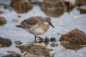 Red Knot (Calidris canutus) bird in the natural habitat.