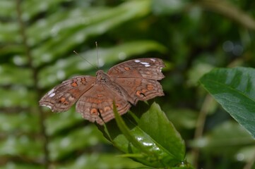 butterfly on a green plant background
