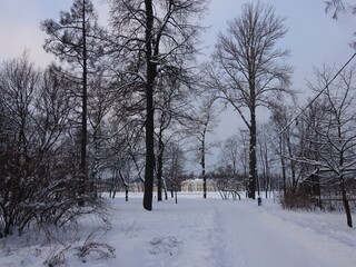Winter in Saint-Petersburg park