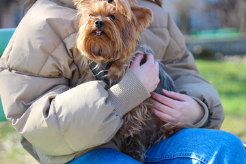 Beautiful shaggy red dog in the arms of the hostess for a walk in the park on a bench