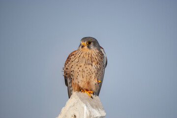 Common Kestrel (Falco tinnunculus) bird in the natural habitat.