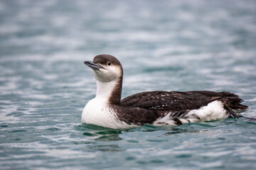 Black-throated Loon (Gavia arctica) bird in the natural habitat.
