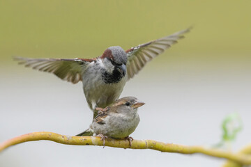 House Sparrow, Passer domesticus. Male and female pairing.