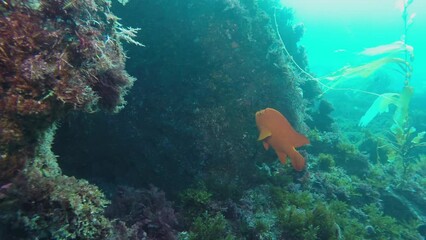 Scuba diver explorers sunken shipwreck in the Pacific Ocean off Southern California Channel Islands with Garibaldi fish 