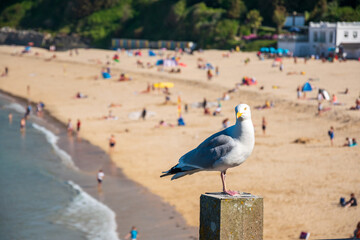 Seagull at Porthminster Beach, St Ives, Cornwall, England