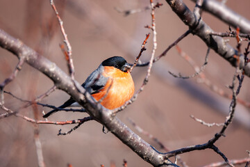 Eurasian Bullfinch (Pyrrhula pyrrhula) bird in the natural habitat.