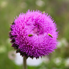 bee on a flower