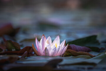 Water Lily Floating On The Water
