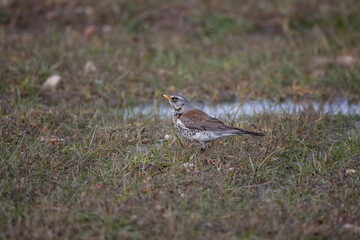 Fototapeta premium Fieldfare (Turdus pilaris) bird in the natural habitat.