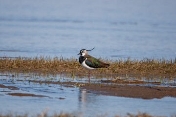 Northern Lapwing (Vanellus vanellus) bird in the natural habitat.