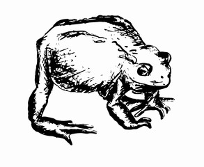 Kröte, Illustration, schwarz-weiß
