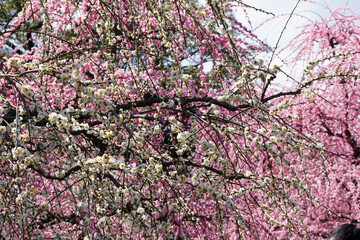 城南宮の枝垂れ梅