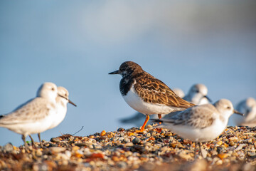 Ruddy Turnstone (Arenaria interpres) in the natural habitat.
