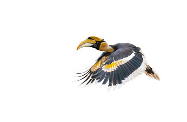 The Great Hornbill Flying on white background.