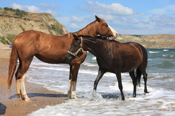 Fototapeta premium horses in the snow