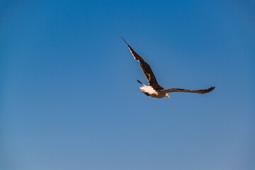 Seagull Flying Over Sky