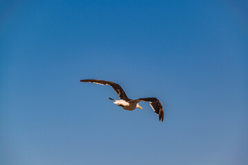 Seagull Flying Over Sky