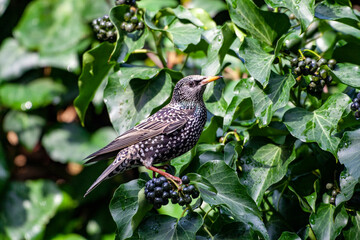 Fototapeta premium Common Starling (Sturnus vulgaris) bird in the natural habitat.