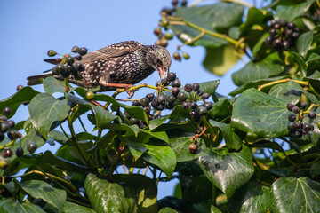 Common Starling (Sturnus vulgaris) bird in the natural habitat.