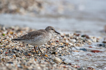 Red Knot (Calidris canutus) bird in the natural habitat.