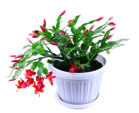Schlumbergera isolated in the flowerpot on a white background. House plant. Christmas cactus. House flower