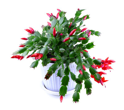 Schlumbergera isolated in the flowerpot on a white background. House plant. Christmas cactus. House flower