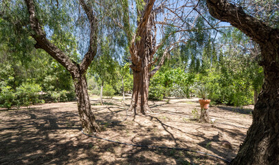 Trees in the park