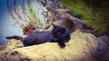 black bear cub © niko