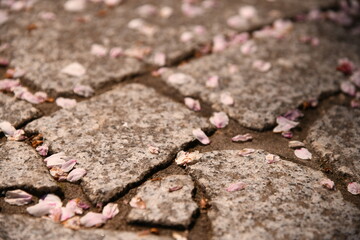 石畳と桜