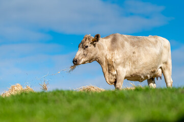 Beef cows and calves grazing on grass in south west victoria, Australia. eating hay and silage....