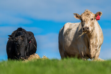 Beef cows and calves grazing on grass in south west victoria, Australia. eating hay and silage....