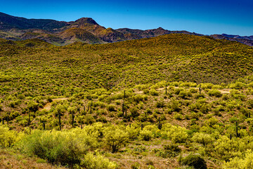 Obraz premium The Palo Verde light up the landscape in the Bradshaw Mountains of Arizona