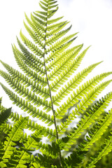 Closeup of fern leaf on white background