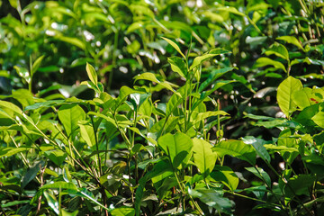 Shrubs on tea plantations of Sri Lanka, close-up. Growing tea.